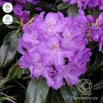 Рододендрон Пурпуреум Грандифлорум (Rhododendron Purpureum Grandiflorum)