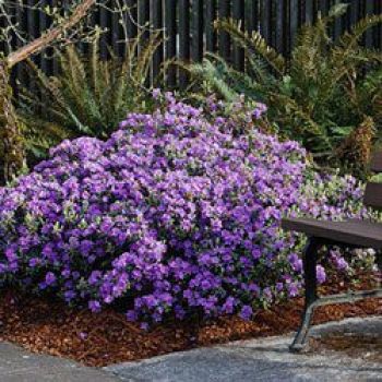 Рододендрон Рамапо (Rhododendron Ramapo)