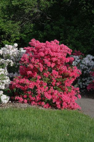 Рододендрон Рози Лайтс/Пинк Лайтс (Rhododendron Rosy Lights/Pink Lights)