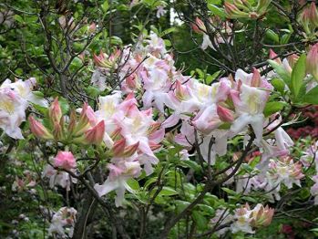 Рододендрон Сильфидес (Rhododendron Sylphides)