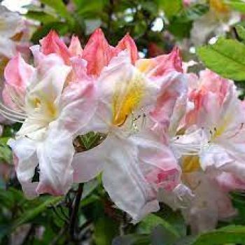 Рододендрон Сильфидес (Rhododendron Sylphides)