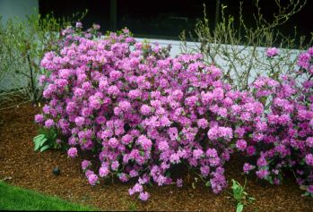 Рододендрон Вестонс Агло (Rhododendron Weston's Aglo)
