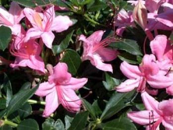 Рододендрон Вестонс Попсайкл (Rhododendron Weston's Popsicle)