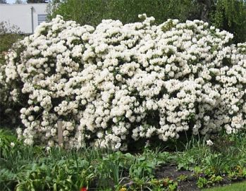 Рододендрон Эйприл Сноу (Rhododendron April Snow)