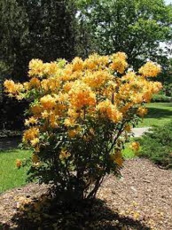 Рододендрон Голден Лайтс (Rhododendron Golden Lights)