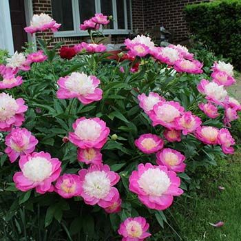 Пион Гай Пэри (Paeonia Gay Paree)