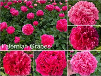 Пион Фалерниан Грейпс (Paeonia herbaceous Falernian Grapes)