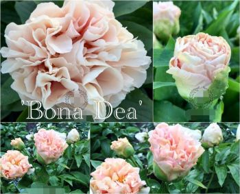 Пион Бона Деа / Добрая Богиня (Paeonia herbaceous Bona Dea)