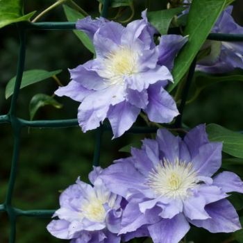 Клематис Азур Болл (Clematis Azure Ball)