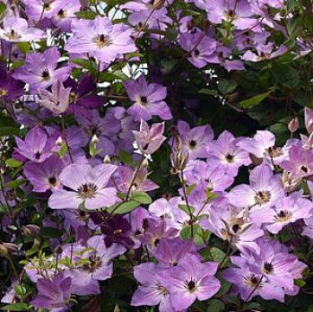 Клематис Монинг Скай (Clematis Morning Sky)