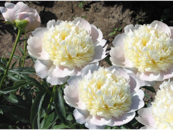 Пион Вайт Чарм (Paeonia White Charm)