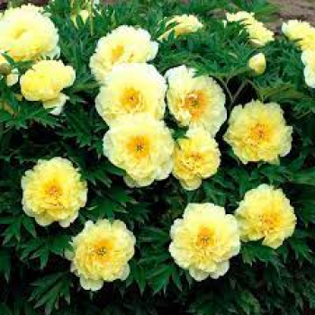 Пион Ориентал Голд (Paeonia Oriental Gold)