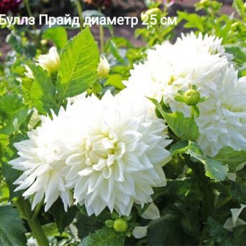 Георгина Буллз Прайд
