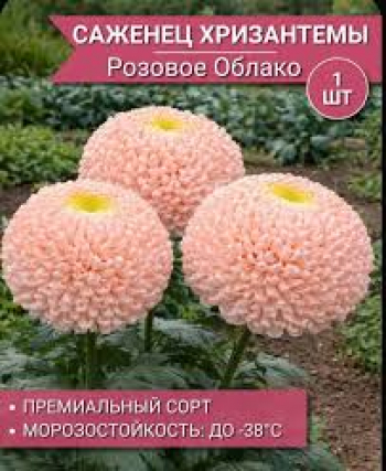 Хризантема Розовое облако