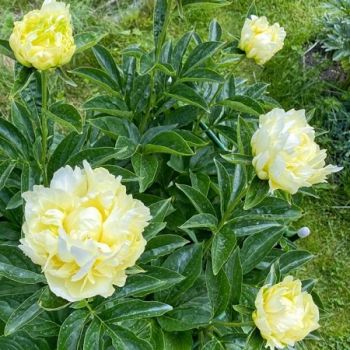 Пион Голд Майн (Paeonia Gold Mine)