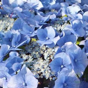 Гортензия крупнолиствая Зорро Блю (Hydrangea macrophylla Zorro Blue)