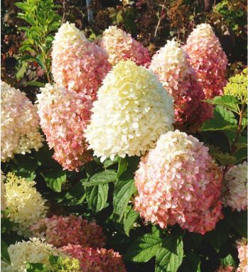 Гортензия метельчатая Пинк Шейд (Hydrangea paniculata Pink Shayd)