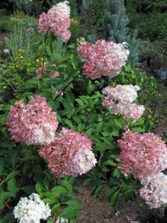 Гортензия метельчатая Тиклед Пинк (Hydrangea paniculata Tickled Pink)