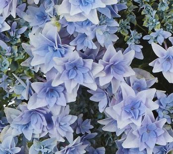 Гортензия крупнолистная Флория Блю (Hydrangea macrophylla Floria Blue)
