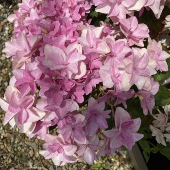 Гортензия крупнолистная Флория Пинк (Hydrangea macrophylla Floria Pink)