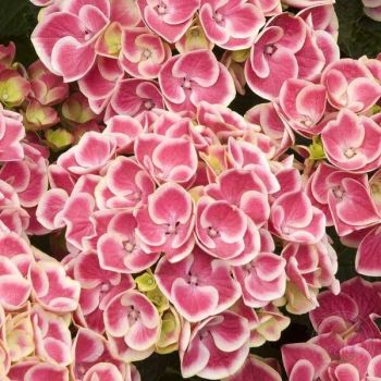 Гортензия крупнолистная Циркус Пинк (Hydrangea macrophylla Circus Pink)