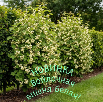 Вишня Войлочная белая