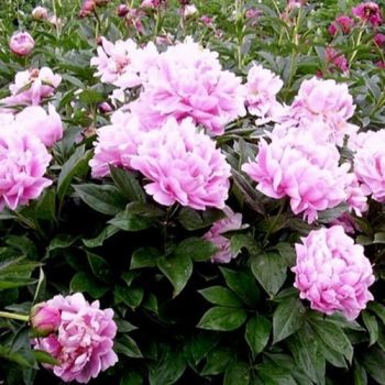 Пион Берегиня (Paeonia Bereginya)