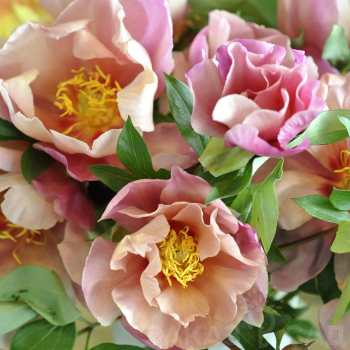 Пион Джоанна Марлен (Paeonia Joanna Marlene)
