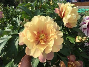 Пион Джоанна Марлен (Paeonia Joanna Marlene)