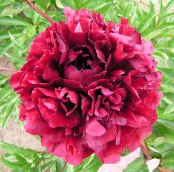 Пион Маэстро (Paeonia Maestro)