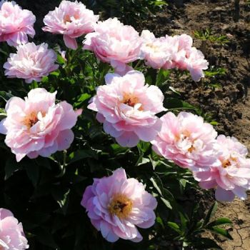 Пион Ми Петит Шери (Paeonia My Petite Cherie)
