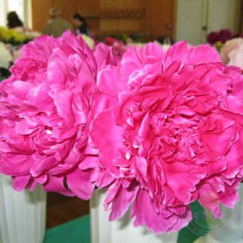Пион Наполеон (Paeonia Napoleon)