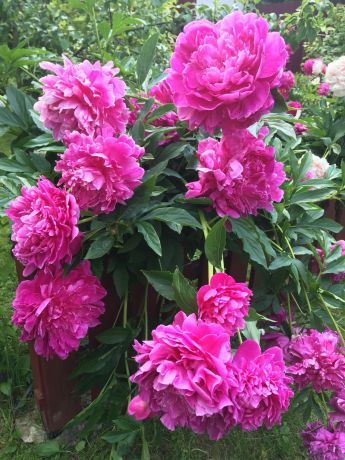 Пион Наполеон (Paeonia Napoleon)
