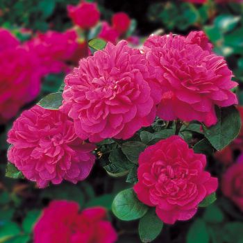Софис Роуз (Sophy's Rose)