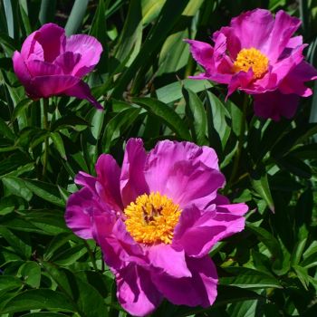 Пион Ривида (Paeonia Rivida)