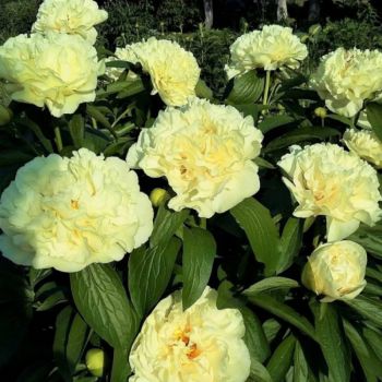 Пион Санни Гёрл ( Paeonia Sunny Girl)