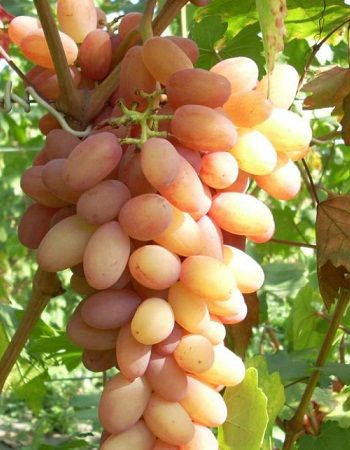 Виноград Камея