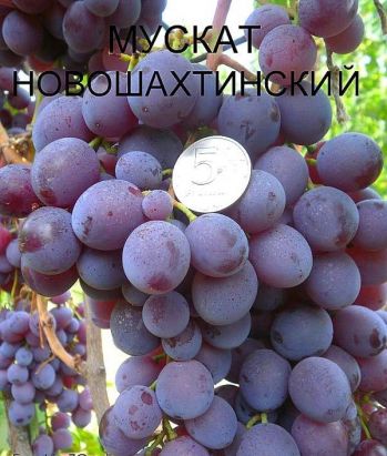 Виноград Мускат Новошахтинский