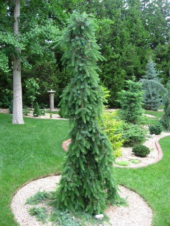 Ель сербская Брунс (Picea omorika Bruns)