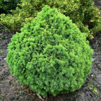 Ель канадская Альберта Глоуб (Picea glauca Alberta Globe)