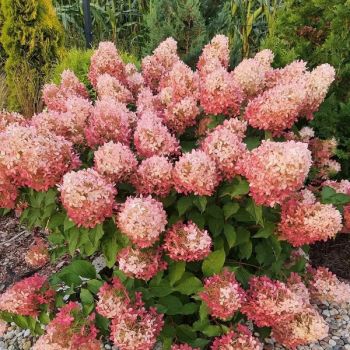 Гортензия метельчатая Гарденлайтс Пинклайт (Hydrangea paniculata GardenLights Pinklight)