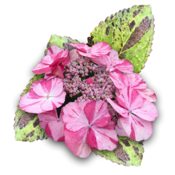 Гортензия крупнолистная Рандеву Конфетти Гепард (Hydrangea macrophylla Confetti Guepard)