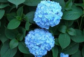 Гортензия крупнолистная Компеито (Hydrangea macrophylla Kompeito)