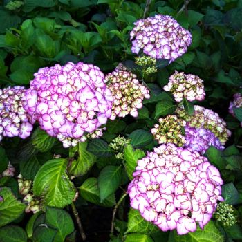 Гортензия крупнолистная Адула Пурпл (Hydrangea macrophylla Adula Purple)