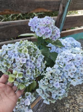 Гортензия крупнолистная Свитч Кассиопея Блю (Hydrangea macrophylla Switch Kassiopeia Blue)