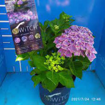 Гортензия крупнолистная Свитч Файетт Блю (Hydrangea macrophylla (Switch Fayette Blue)