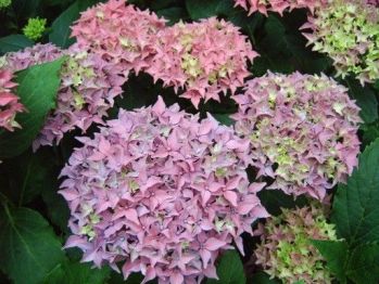 Гортензия крупнолистная Товелит (Hydrangea macrophylla Tovelit)