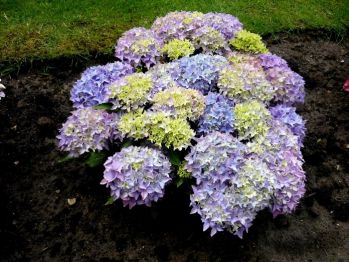 Гортензия крупнолистная Товелит (Hydrangea macrophylla Tovelit)