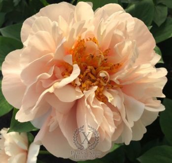 Пион Диоклетиан (Paeonia Diocletian)