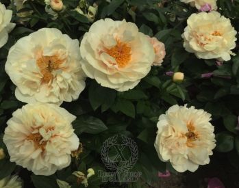 Пион Диоклетиан (Paeonia Diocletian)